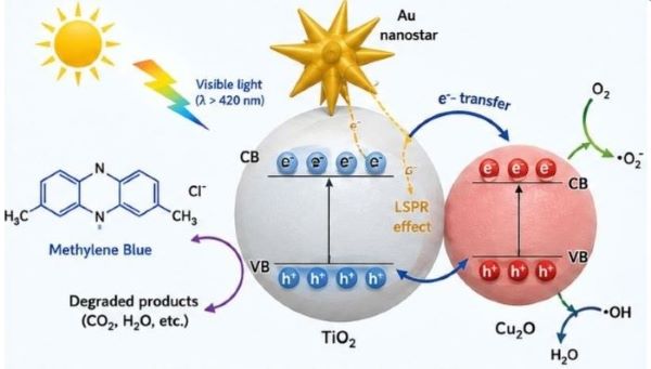 Synergistic effect of plasmonic Au nanostar and Cu2O/TiO2 heterojunctions toward highly efficient photocatalytic degradation of MB dye under visible light irradiation